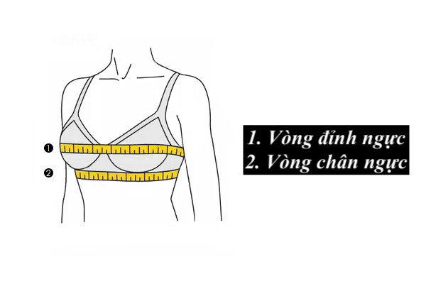 Lấy số đo vòng 1 để xác định dáng người