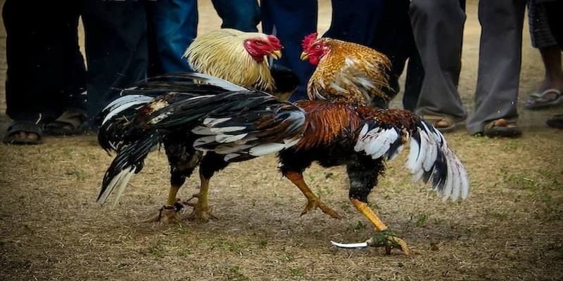 Trải Nghiệm Đá Gà Cựa Dao Đỉnh Cao Kịch Tính Tại Net88
