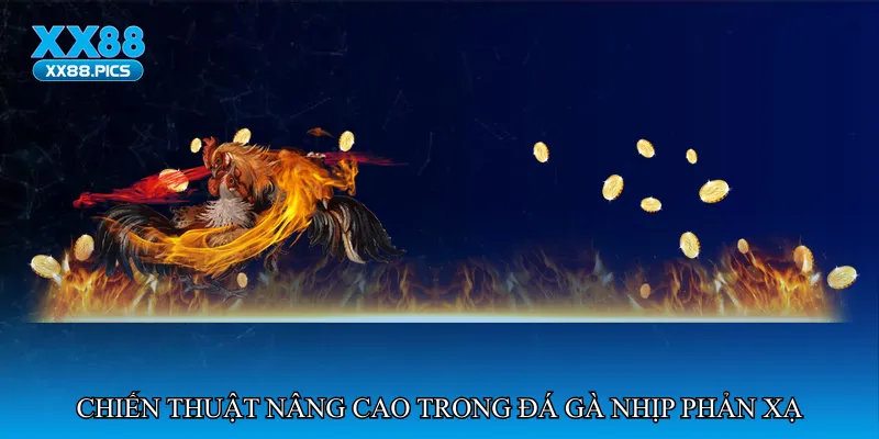 Đá gà nhịp phản xạ nhanh