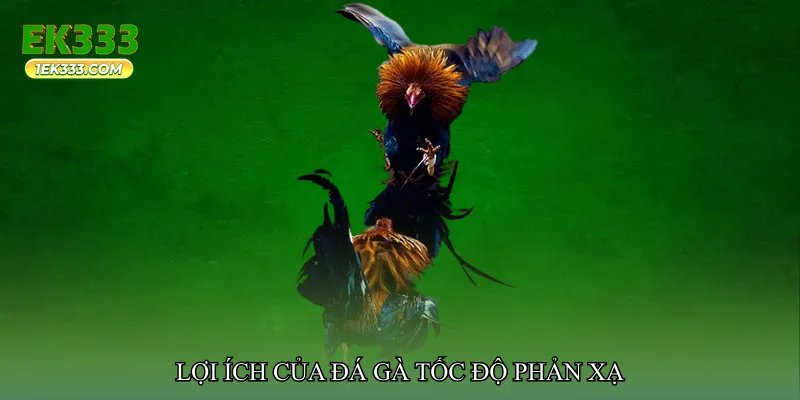 Đá gà tốc độ phản xạ