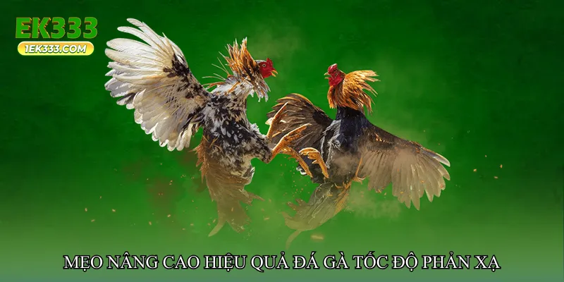 Đá gà tốc độ phản xạ