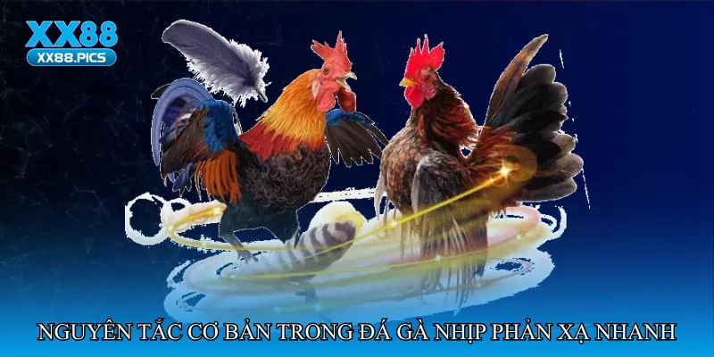 Đá gà nhịp phản xạ nhanh